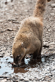 Picture 'Br1_1_01534 Coati, Brazil'